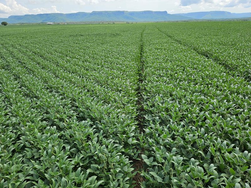 Farmland in Tocantins, Brazil