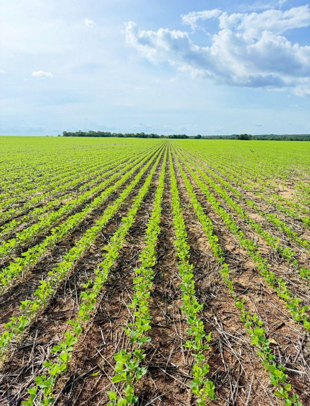 Germinating soybeans direct-planted after sorghum