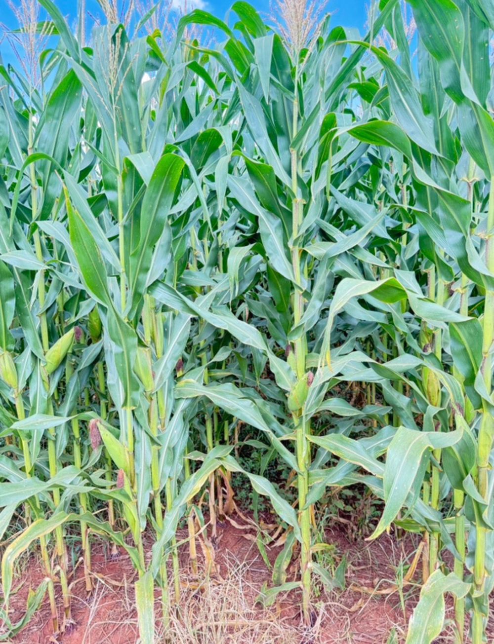 Maize crop in Tocantins