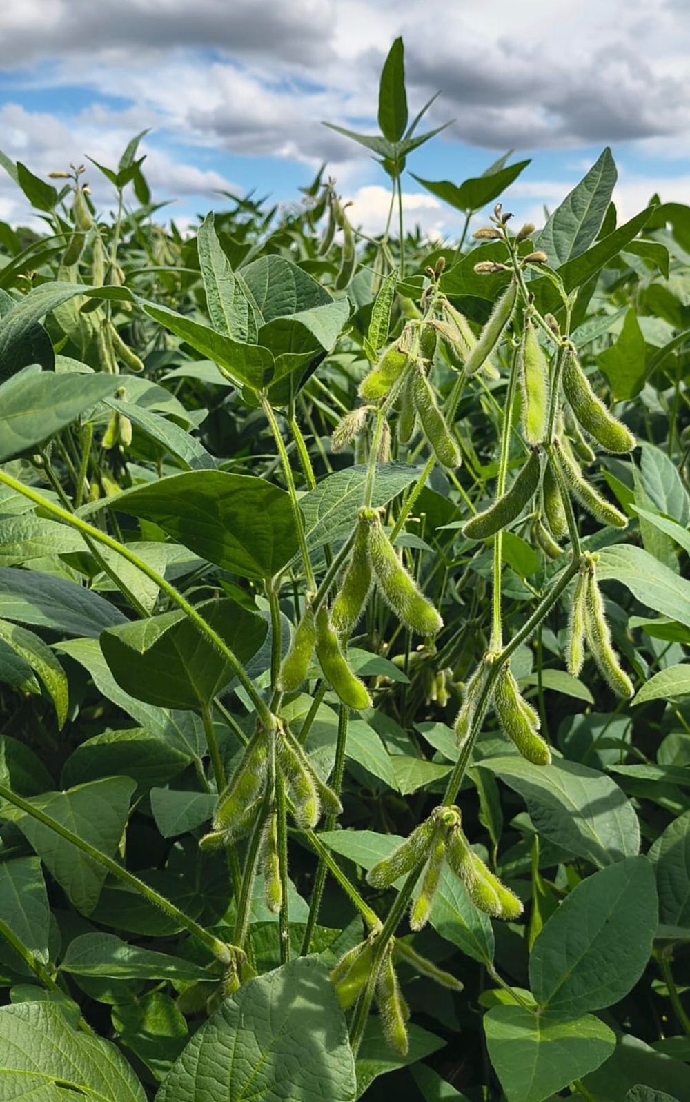 Soybean plants in pod