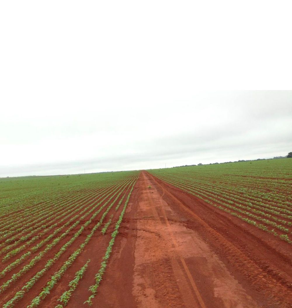 Germinating soybeans after cultivation
