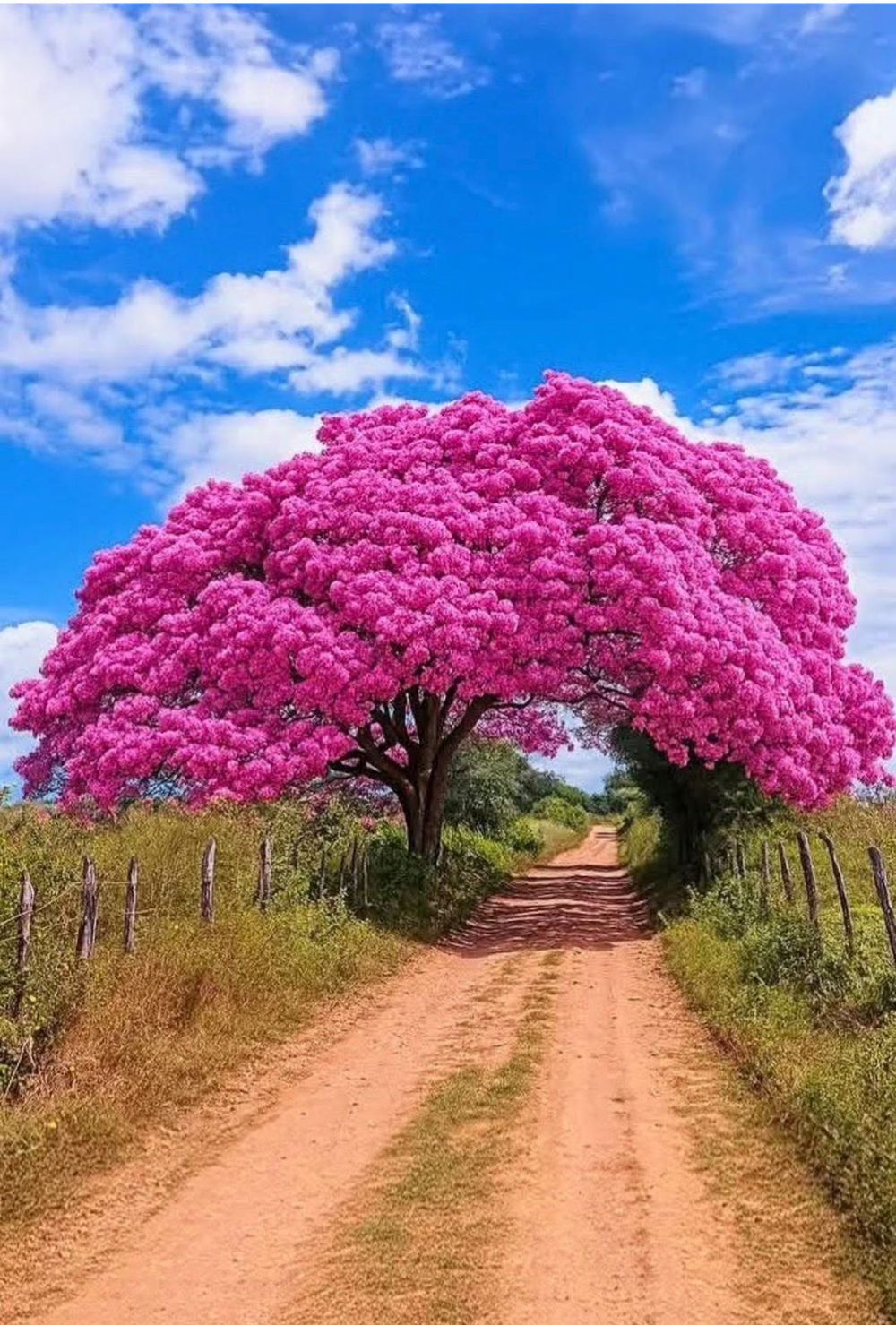 Ipê tree in bloom