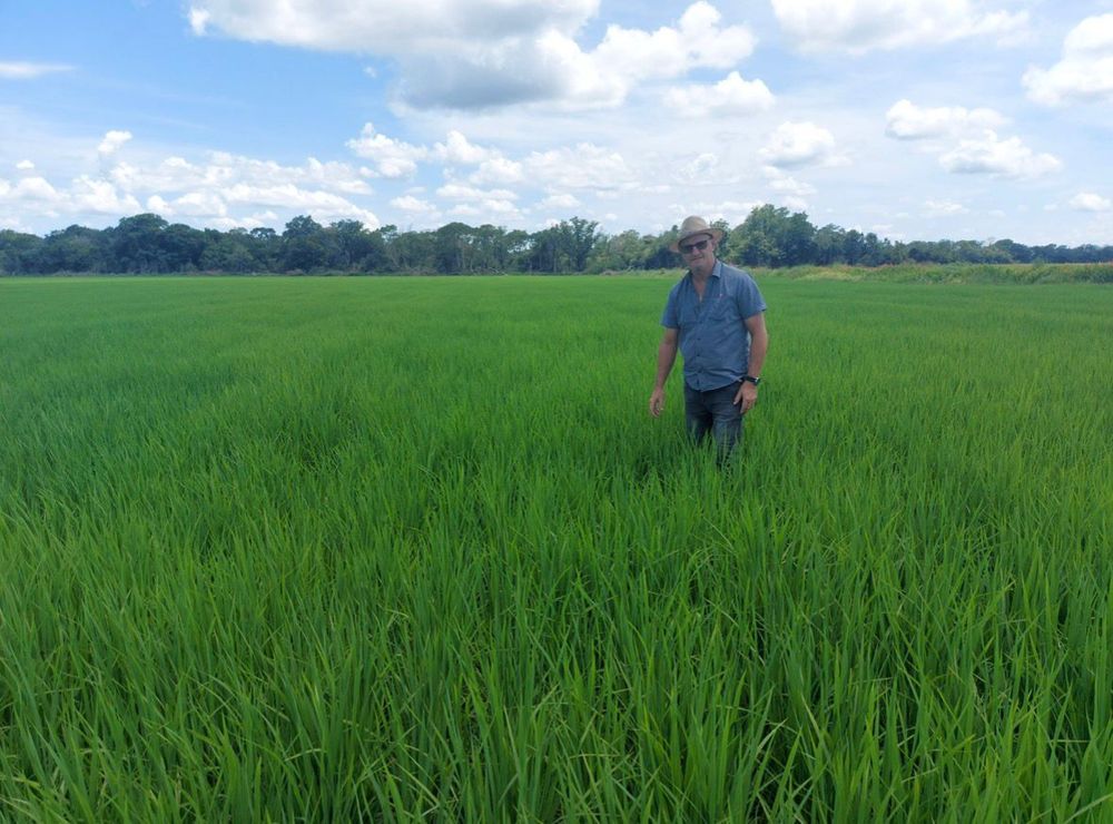 Planted pasture in Tocantins