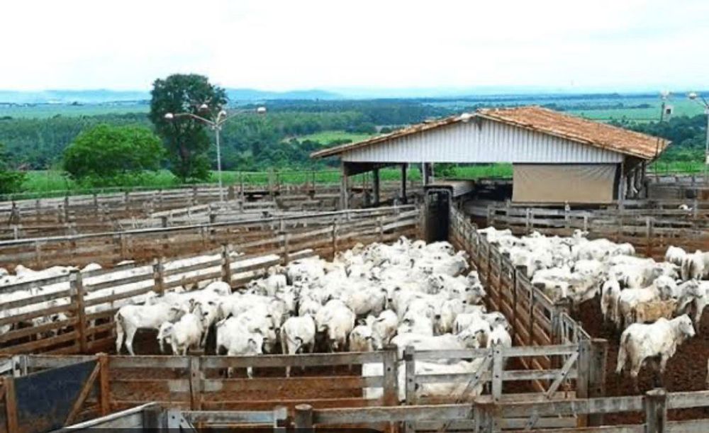 Cattle station with Nelore cattle