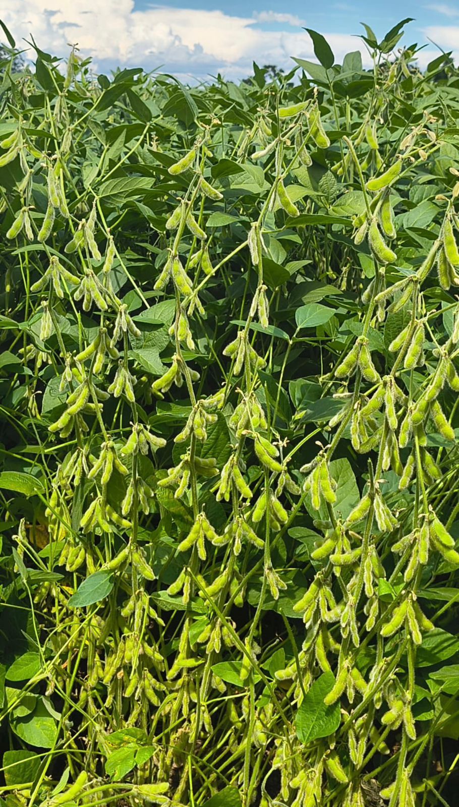 Soybean crop