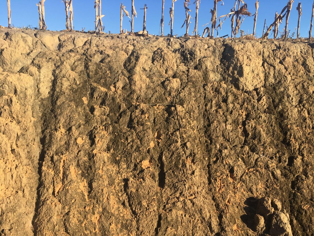 Deep soil profile beneath a harvested field in Tocantins