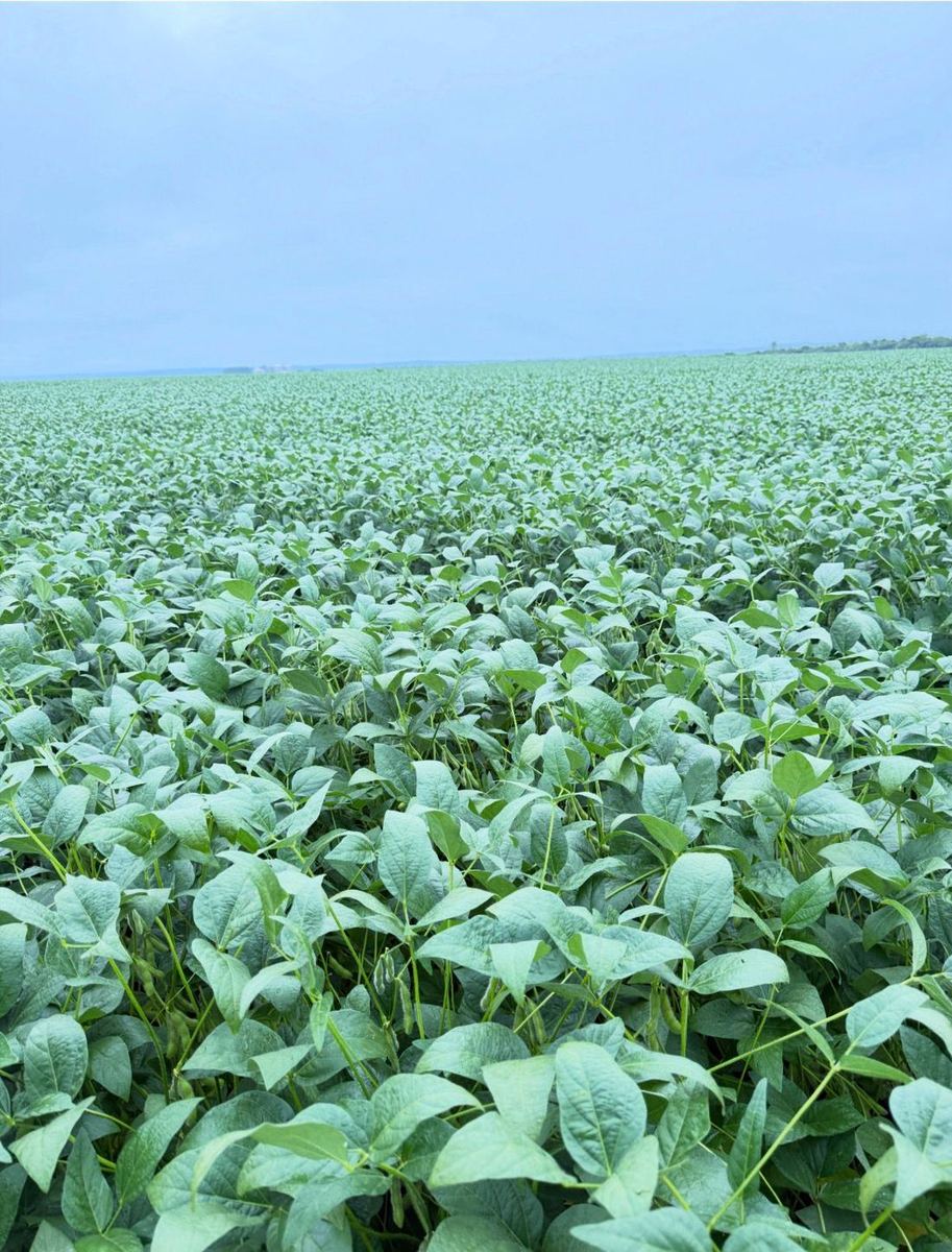 Sojakultur auf einer Farm in Tocantins